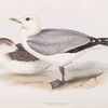 Common Gull 