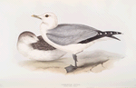 Common Gull 