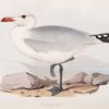 Audouin's Gull 