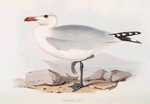 Audouin's Gull 