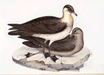 Pomarine Gull 