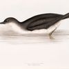 Manks Shearwater 