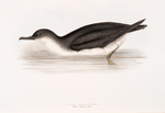 Manks Shearwater 