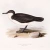 Dusky Shearwater 