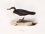 Dusky Shearwater 