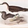Cinereous Shearwater 