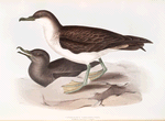Cinereous Shearwater 