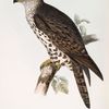 Honey Buzzard