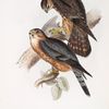 Merlin