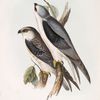 Black-winged Kite