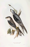 Black-winged Kite