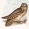 Short-eared Owl