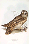 Short-eared Owl