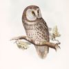 Tengmalm's Owl