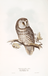 Tengmalm's Owl