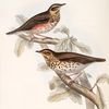 Song Thrush; Redwing 