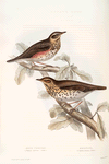 Song Thrush; Redwing 