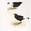 Black Wheatear 