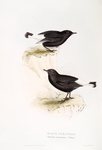 Black Wheatear 