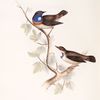 Blue-throated Warbler 