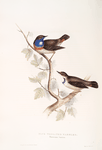 Blue-throated Warbler 