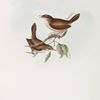 Cetti Warbler 