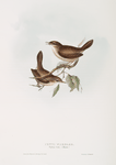 Cetti Warbler 