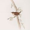 Wren 