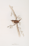 Wren 