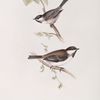 Sombre Tit; Siberian Tit 