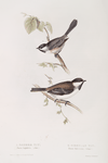 Sombre Tit; Siberian Tit 