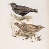 Black Lark 