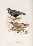 Black Lark 