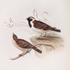 Lark-heeled Bunting 
