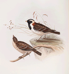 Lark-heeled Bunting 