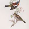 Chaffinch 
