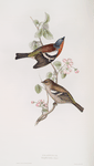 Chaffinch 