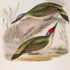 Grey-headed Green Woodpecker 