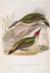 Grey-headed Green Woodpecker 
