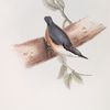 Dalmatian Nuthatch 