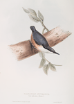 Dalmatian Nuthatch 