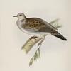 Turtle Dove 