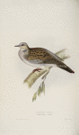 Turtle Dove 