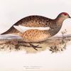 Rock Ptarmigan 
