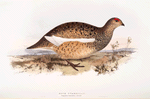 Rock Ptarmigan 