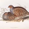 Common Partridge 