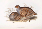 Common Partridge 