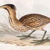 Common Bittern