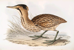 Common Bittern