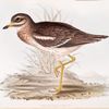 Thick-kneed Bustard 